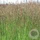 Molinia caerulea 'Heidezwerg' GM P9
