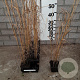 Panicum virgatum 'Heavy Metal' GM P9