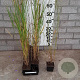 Panicum virgatum 'Heavy Metal' GM P9