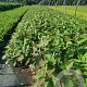 Persicaria a. 'Blackfield' GM P9
