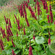Persicaria a. 'Blackfield' GM P9