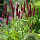 Persicaria a. 'Blackfield' GM P9