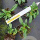 Persicaria aff. 'Kabouter' GM P9
