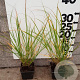 Pennisetum alopecuroides GM P9