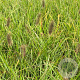 Pennisetum al. 'Moudry' GM P9