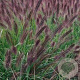 Pennisetum al. 'Moudry' GM P9