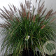 Pennisetum al. 'Moudry' GM P9