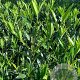 Prunus l. 'GRPL08' 175-200 cm draadkluit struik op Stam