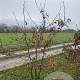 Quercus petraea 200-250 cm draadkluit meerstammig 160-180 cm diameter