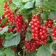 Ribes r. 'Rovada' 50-80 cm 2,0L