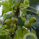 Ribes u.-c. Hinnonmäki Grön GM 1.5