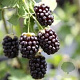 Rubus 'Boysen Thornless' 50-60 cm C1.5