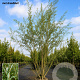 Salix alba 1000-1200 cm draadkluit meerstammig