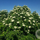 Sambucus canadensis 'York' 50-60 cm C1.5