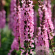 Salvia nem. 'Rose Queen' GM P9