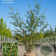 Salix pentandra 350-400 cm draadkluit meerstammig 