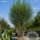 Salix pentandra 400-450 cm draadkluit meerstammig 200-250 diameter
