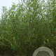 Salix triandra 500-550 cm draadkluit struik