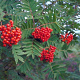 Sorbus auc. 'Krasnaja Krupnaja' GM 1.5