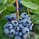 Vaccinium c. 'Reka' 20-40 cm C1.5