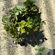 Waldsteinia ternata GM P9