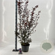 Acer pal. 'Skeeter's Broom' 80-100 cm 10L