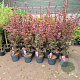 Acer pal. 'Skeeter's Broom' 80-100 cm 10L