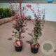 Acer pal. 'Skeeter's Broom' 80-100 cm 10L