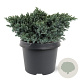 Juniperus squamata 'Blue Star' 20-25 cm 3,0L