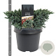 Juniperus squamata 'Blue Star' 20-25 cm 3,0L