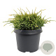 Juniperus squamata 'Holger' 20-25 cm 3,0L