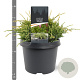 Juniperus squamata 'Holger' 20-25 cm 3,0L