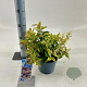 Leucothoe f. 'Makijaz' 20-25 cm 2,0L