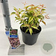 Leucothoe f. 'Makijaz' 20-25 cm 2,0L