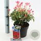 Pieris 'Forest Flame' 25-30 cm 2,0L