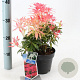 Pieris 'Forest Flame' 25-30 cm 2,0L