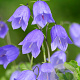 Campanula cochleariifolia GM P9