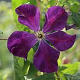 Clematis 'Blue Belle' 10-12 HO draadkluit