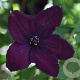 Clematis 'Dark Eyes' 25-30 HO draadkluit boven vered. 240 cm stam