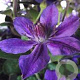 Clematis 'Black Prince' 400-450 cm draadkluit meerstammig solitair