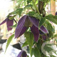 Clematis 'Plum Beauty'# 25-30 HO draadkluit