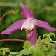 Clematis 'Ruby' 500-600 cm draadkluit meerstammig