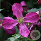 Clematis 'Södertälje' 300-350 cm container meerstammig