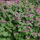 Geranium macr. 'Czakor' GM P9