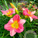 Hemerocallis 'Final Touch' GM P9