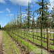 Malus 'Evereste' 14-16 HO draadkluit