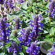 Nepeta nervosa GM P9