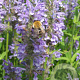 Nepeta nervosa GM P9