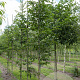 Ostrya carpinifolia 12-14 HO draadkluit