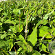 Persicaria a. 'Alba' GM P9
